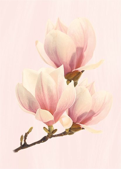 Декор керамический D Агата Розовый матовый